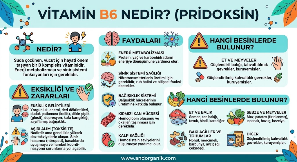 Vitamin B6 (Pridoksin) Nedir? Faydaları ve Zararları Nelerdir?