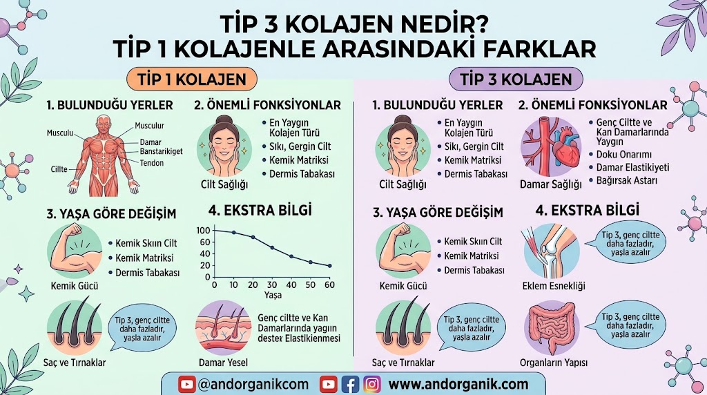 Tip 3 kolajen nedir ve Tip 1 kolajenle arasındaki farkları anlatan kolajen lifleri görseli