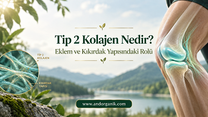 Tip 2 Kolajen Nedir? Eklem ve Kıkırdak Yapısındaki Rolü